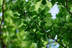 carvalho folhas fechar-se, verde Primavera árvore coroa luz solar foto