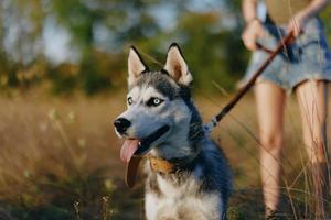 retrato do uma rouco cachorro dentro natureza dentro a outono Relva com dele língua degola Fora a partir de fadiga para dentro a pôr do sol felicidade cachorro foto