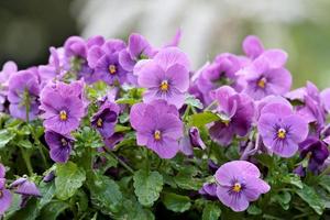 um monte de lindas violetas florescendo no jardim num dia de verão foto