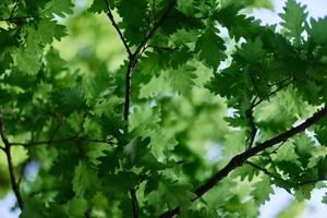 lindo fresco Primavera verde folhas do a carvalho árvore em a galhos contra a azul céu foto