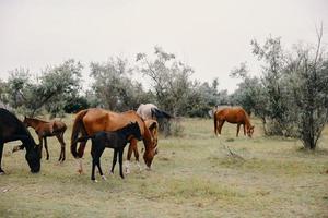 rebanho do cavalos verão campo natureza panorama foto