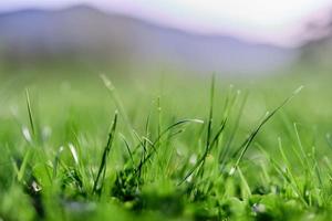 fresco Primavera gramado verde Relva crescendo dentro uma Prado foto