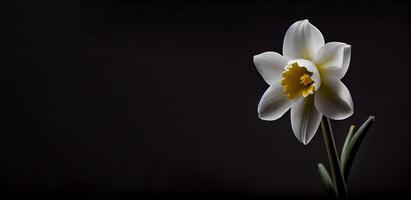 Sombrio narciso flor dentro Preto fundo ai gerado foto