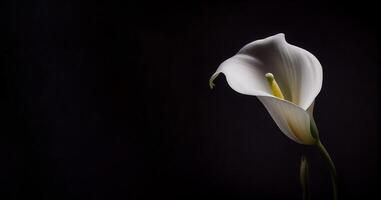Sombrio calla lilly flor dentro Preto fundo ai gerado foto