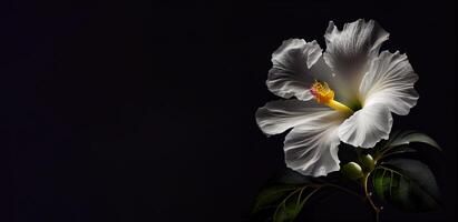 Sombrio branco hibisco flor dentro Preto fundo ai gerado foto