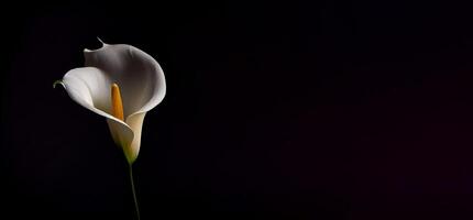 Sombrio calla lilly flor dentro Preto fundo ai gerado foto