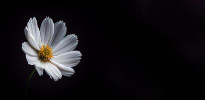 Sombrio branco cosmos flor dentro Preto fundo ai gerado foto