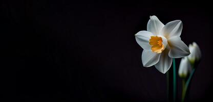 Sombrio narciso flor dentro Preto fundo ai gerado foto