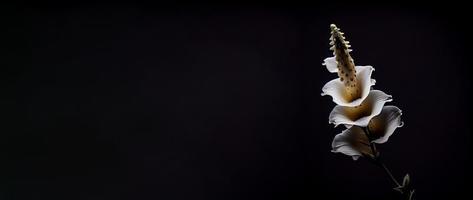 Sombrio branco snapdragon flor dentro Preto fundo foto