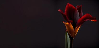 Sombrio canna flor dentro Preto fundo ai gerado foto