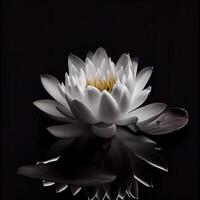 Sombrio branco água lilly flor dentro Preto fundo ai gerado foto