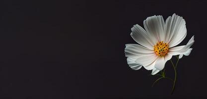Sombrio branco cosmos flor dentro Preto fundo ai gerado foto