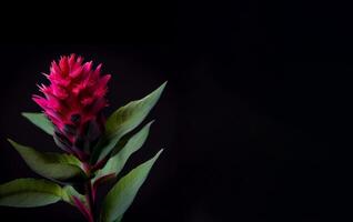 Sombrio Celosia flor dentro Preto fundo ai gerado foto