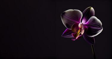 Sombrio amaryllis flor dentro Preto fundo ai gerado foto