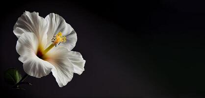 Sombrio branco hibisco flor dentro Preto fundo ai gerado foto