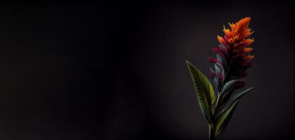 Sombrio Celosia flor dentro Preto fundo ai gerado foto