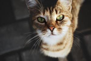 gato vadio sem-teto olhando em seus olhos, abrigo de animais, conceito de confiança e cuidado foto