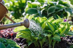 rega plantas em canteiro de flores dentro verão jardim foto