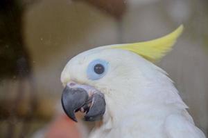 cacatua de crista amarela foto