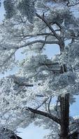 a congeladas inverno Visão com a floresta e árvores coberto de a gelo e branco neve foto