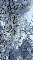 a congeladas inverno Visão com a floresta e árvores coberto de a gelo e branco neve foto