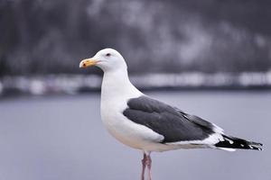 gaivota poleiros em uma costa foto