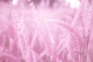 turva, flores de grama rosa, foco suave, natureza desfocar fundo rosa. foto
