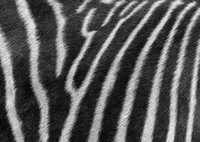 Preto e branco foto do zebras listras