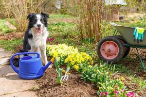 retrato ao ar livre do cão bonito border collie com regador e carrinho de jardim no fundo do jardim. cachorrinho engraçado como jardineiro buscando regador para irrigação. conceito de jardinagem e agricultura. foto