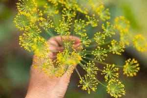 conceito de jardinagem e agricultura. mão de trabalhador agrícola feminino colhendo endro orgânico maduro fresco verde na cama do jardim. produção de alimentos cultivados em casa orgânicos saudáveis eco. mulher agricultora colhendo erva perfumada. foto