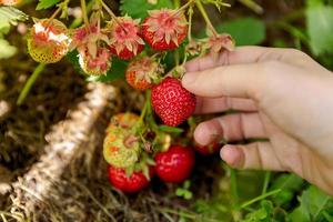 conceito de jardinagem e agricultura. mão de trabalhador de fazenda de mulher colhendo morango vermelho maduro no jardim. mulher colhendo frutas silvestres morangos na fazenda de campo. conceito de comida caseira orgânica saudável eco. foto