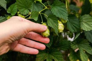 conceito de agricultura e agricultura. mão de trabalhador agrícola de mulher colhendo cones de lúpulo orgânico maduro fresco verde para fazer cerveja e pão. lúpulo fresco para a produção de cerveja. planta de lúpulo crescendo no jardim ou fazenda. foto