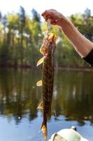 mão de pescador com lúcio de peixe contra o fundo da bela natureza e lago ou rio foto