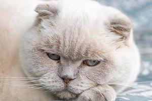 engraçado gato britânico branco doméstico de cabelos curtos dormindo em casa. gatinho descansando e relaxando no sofá azul. conceito de cuidados e animais de estimação. foto