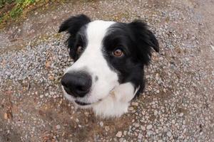 atividade do animal de estimação. cachorrinho border collie andando no parque ao ar livre. cão de estimação com cara engraçada, sentado na estrada em dia de verão. cuidados com animais de estimação e conceito de vida de animais engraçados. cão emocional engraçado. foto