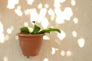 plantas verdes haemanthus em vasos de flores presas a uma parede de concreto bege foto