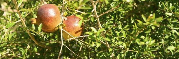 romãs vermelhas maduras crescendo em um galho de árvore no jardim foto