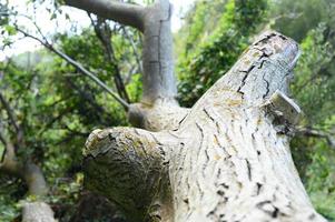 o tronco de uma velha árvore caída na floresta foto