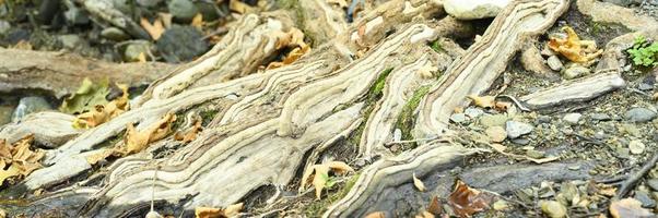 raízes nuas de árvores que crescem em penhascos rochosos entre pedras e água no outono foto