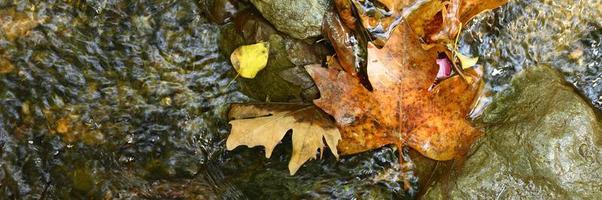 folhas de bordo caídas molhadas de outono na água e nas rochas foto