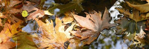 pilha de folhas molhadas de outono caídas na água e nas rochas foto