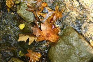folhas de bordo caídas molhadas de outono na água e nas rochas foto