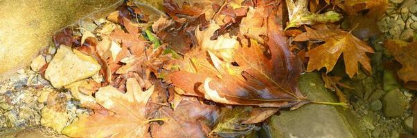 pilha de folhas molhadas de outono caídas na água e nas rochas foto