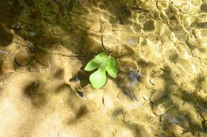 uma folha verde caída de uma figueira selvagem flutua na água foto