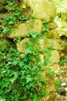 ivy em uma velha parede de pedra em um dia ensolarado de verão foto