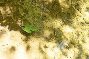 uma folha verde caída de uma figueira selvagem flutua na água foto