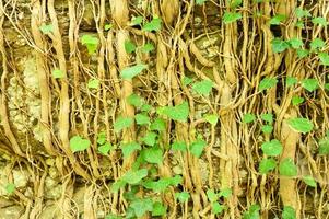 ivy em uma velha parede de pedra como pano de fundo foto