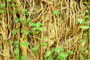 ivy em uma velha parede de pedra como pano de fundo foto