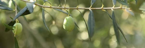 azeitonas verdes crescendo em um galho de oliveira no jardim foto