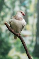 lindo pássaros astrild estrildidae sentado em uma ramo foto